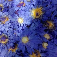 Teh Lotus Biru kualitas tinggi harga pabrik lotus Biru