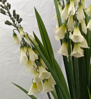 Fleurs d'orchidées artificielles résistantes aux UV avec pot, herbe en plastique, bonsaï, décoration d'intérieur, arrangement de jardin pour mariage