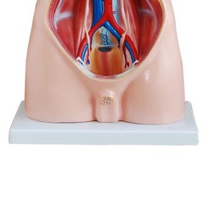Modelo de <span class=keywords><strong>tronco</strong></span> masculino de Enseñanza Médica de 85cm, modelo de <span class=keywords><strong>tronco</strong></span> de género, modelo anatómico de <span class=keywords><strong>tronco</strong></span> masculino, modelo de lesiones espinales humanas - Product Image 6