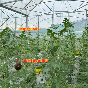 Serre agricole commerciale en film plastique PE multispan, serre gothique tropicale pour la culture des tomates - Product Image 6