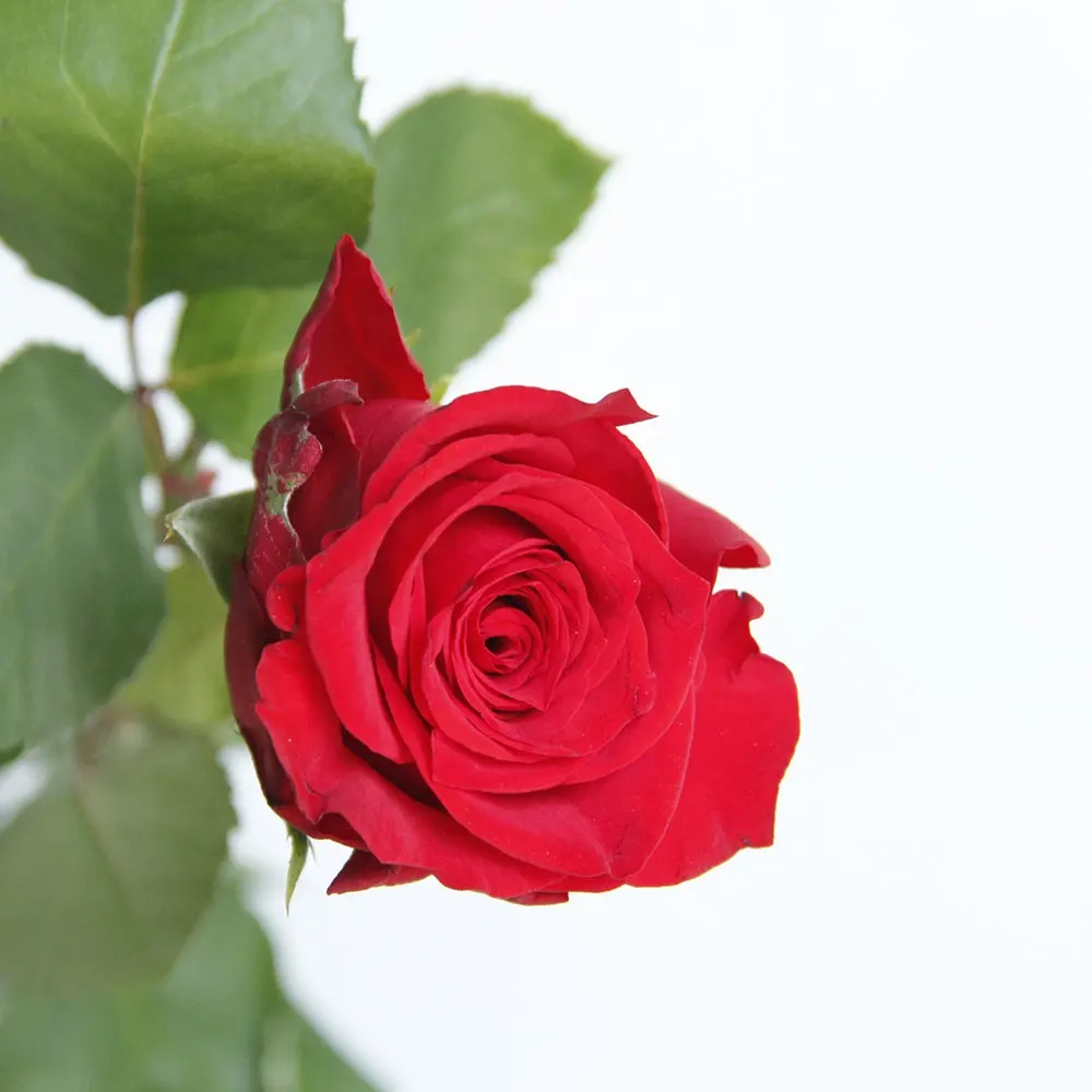 Bán Sỉ Nhà Máy Cung Cấp Hoa Cắt Tươi Ecuador Hoa Hồng Đỏ Hoa Loa Kèn Antherium Cho Gia Đình Bó Hoa Valentine