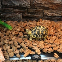 Tapis chauffant incubateur, Reptile, sous-réservoir, pour serpent ou autres petits animaux