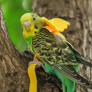 Guinzaglio per imbracatura per piccoli uccelli all'aperto corda per addestramento volante per pappagalli Anti-morso regolabile per Budgie Sun Conure - Product Image 3