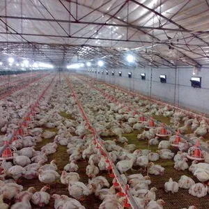 Broiler ekipmanları kümes hayvanları tavuk kümesi çiftlik kümes hayvanları besleme ekipmanları tavuk ev ekipmanları satılık