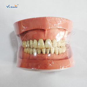<span class=keywords><strong>Modelo</strong></span> de dientes <span class=keywords><strong>estándar</strong></span>, <span class=keywords><strong>modelo</strong></span> de dientes dentales Nissin chino para enseñanza médica, <span class=keywords><strong>modelo</strong></span> de enseñanza - Product Image 5