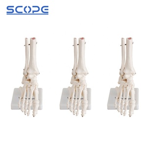 Giải Phẫu Mô Hình Giảng Dạy Y Tế Manikin Cuộc Sống Kích Thước SC-A1027 Chân Con Người Khớp Mô Hình Bộ Xương - Product Image 4