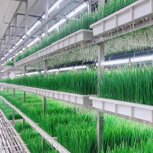 Lyine tự động màu xanh lá cây thủy canh lúa mạch thức ăn gia súc máy thủy canh bò thức ăn gia súc thiết bị - Product Image 4