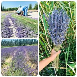 100% טבעי יבש חבילות לבנדר יבש לבנדר יבש פרחים עבור סידור פרחים קישוט הבית - Product Image 2