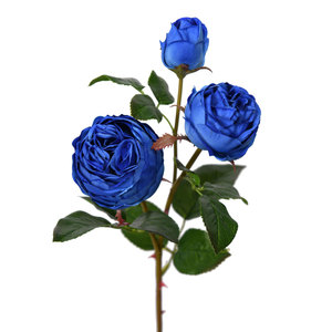 21 "CHUBBY ROSE STE[EF7267] - Product Image 6