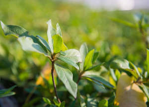 Prezzo di fabbrica più venduto fadogia agrestis estratto di stelo in polvere fadogia agrestis e <span class=keywords><strong>tongkat</strong></span> <span class=keywords><strong>ali</strong></span> - Product Image 3