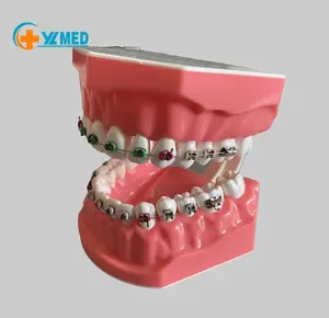 Model gigi untuk penelitian pengajaran medis, 28 gigi, untuk model pengajaran dan model mulut