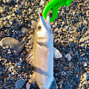 70mm Wobbler Crankbait 10g dur basse ABS grande truite <span class=keywords><strong>brochet</strong></span> sébaste <span class=keywords><strong>leurre</strong></span> de pêche eau douce naufrage méné leurres pour rivière - Product Image 5