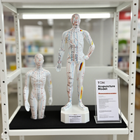 Modèle anatomique masculin de 60 cm en PVC pour l'acupuncture et la musculation, mannequin éducatif pour la formation en acupuncture du corps humain