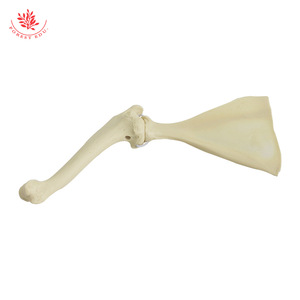 Modelo de articulación del hombro de perro, modelo de anatomía esquelética canina, modelo de construcción de textura de esqueleto, material didáctico para ganadería - Product Image 3