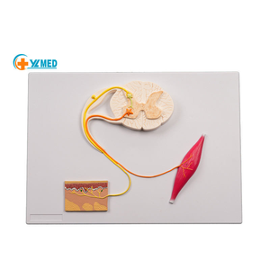 Medizinisches Lehrmodell Anatomie Menschlicher Nerv Rückenmark-Modell Zentralnerven-Reflexbogen-Modell - Product Image 1
