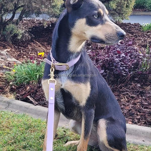 Collier de chien en PVC en gros de fabricant chinois avec laisse de style tactique souple crochet à boucle en laiton revêtement de sangle exclusif - Product Image 4