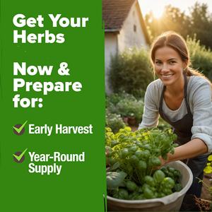 Kit <span class=keywords><strong>de</strong></span> paquete <span class=keywords><strong>de</strong></span> <span class=keywords><strong>semillas</strong></span> <span class=keywords><strong>de</strong></span> hierbas culinarias sin OGM Heirloom, paquete <span class=keywords><strong>de</strong></span> variedad <span class=keywords><strong>de</strong></span> jardín interior <span class=keywords><strong>y</strong></span> exterior, albahaca, <span class=keywords><strong>cilantro</strong></span>, <span class=keywords><strong>perejil</strong></span>, cebollino, flor artificial - Product Image 1