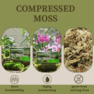 Mélange de mousse de sphagne pour <span class=keywords><strong>plantes</strong></span> carnivores, mélange de mousse et de perlite pour la plantation de pièges à mouches, de sarracénies et de <span class=keywords><strong>plantes</strong></span> en pot - Product Image 3