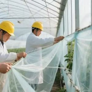 Voiles d'ombrage agricoles transparentes anti-insectes et anti-moustiques en PE/HDPE, résistantes aux UV et durables, pour serres - Vente chaude usine - Product Image 1