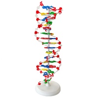 Modèle d'ADN/Modèle biologique Enseignement médical Modèle de structure d'ADN à double hélice biologique