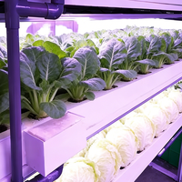 Système d'irrigation aéroponique automatique certifié Yinghui pour armoire intérieure, capacité de 120 plantes, garantie 1 an, avec rapport.