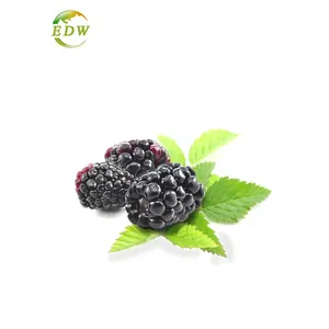 100% 纯植物甜茶提取物甜黑莓叶子提取物粉