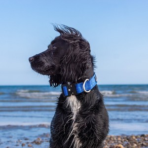 Collare Tattico Premium per Cani in Nylon Resistente, Fibbia a Sgancio Rapido, Patch Personalizzabili, Anello a D in Acciaio Inossidabile, Comfort in Neoprene - Product Image 5