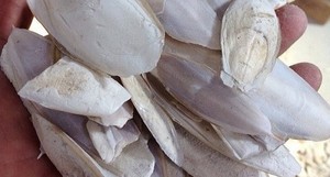 Premium CUTTLEFISH BONE Calcium For <b>Pet</b> <b>Food</b> The Low cost a Good Choice For You From Vietnam - Product Image 3