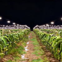 Pitaya/Dragon Fruit Croissance Lumière Spectre Complet E27 15W Étanche À La Pluie Résistant Au Soleil UFO LED Plante Cultiver Ampoule Serre/Utilisation Extérieure