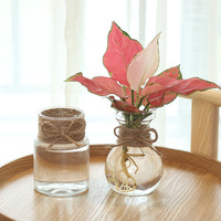 Vase hydroponique en plastique transparent pour la propagation des plantes, idéal pour la décoration intérieure et les jardins domestiques - Vente en gros