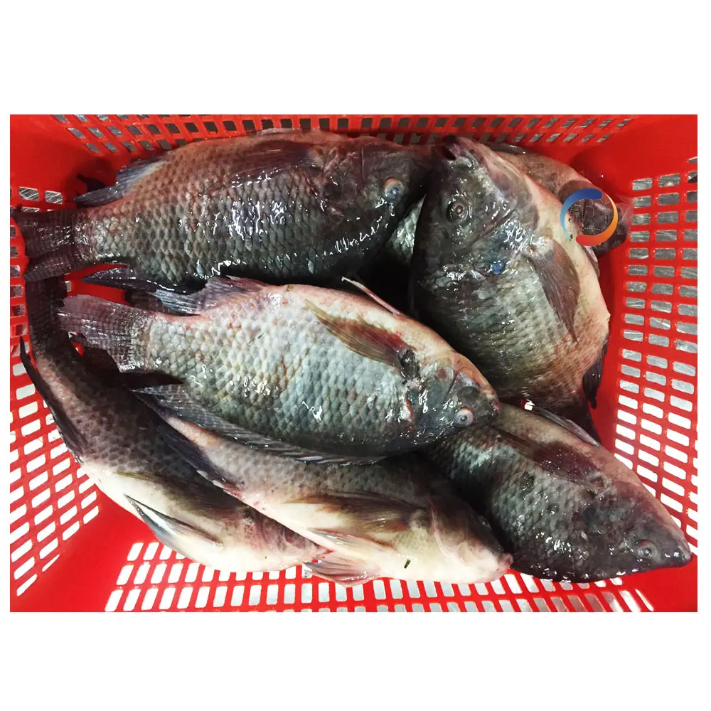 Çin çiftlik ihracatçısı tüm boyut 200-800g 800 Up bütün yuvarlak dondurulmuş balık Tilapia dondurulmuş Tilapia Tilapia balık