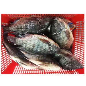 China Farm Exporter All Size 200-800g 800 Up Whole Round Frozen Fish Tilapia Frozen Tilapia Tilapia Fish