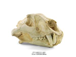 Teschio Artificiale di Qualità Museale di Dinosauro, Teschio Creativo di Testa di Pecora, Scheletro di Testa - Product Image 2