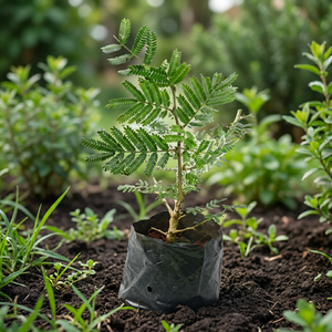 Plante artificielle Delonix Regia en pot, fausse plante verte flamboyante pour la décoration <span class=keywords><strong>de</strong></span> jardin et aménagement paysager, personnalisable OEM - Product Image 4
