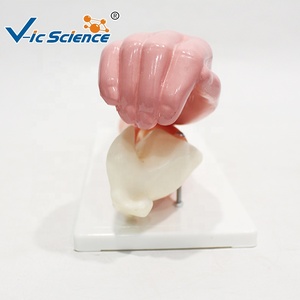 Modèle anatomique <span class=keywords><strong>du</strong></span> coude pour l'orthopédie, la <span class=keywords><strong>médecine</strong></span> sportive et l'enseignement de la myologie humaine CE/ISO/ROHS/CNAS - Product Image 6