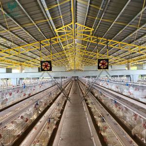 Jaulas para Pollos Tipo A, Galvanizadas por Inmersión en Caliente, Totalmente Automáticas, para 10000 20000 Aves, Cría de Aves de Corral, Gallinero - Product Image 4