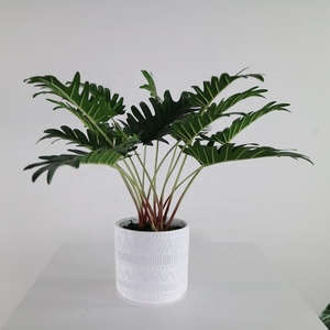 <span class=keywords><strong>ต้น</strong></span>คาลาเธียเทียมขนาดเล็กพร้อมกระถางสำหรับตกแต่งบ้าน - Product Image 6