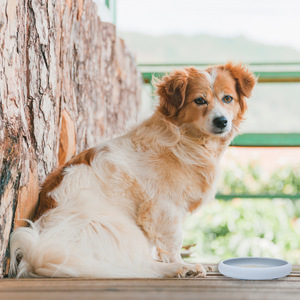 Nuevo y Popular: Tapetes para Lamer para Perros y Gatos, Comedero Lento Antiasfixia y Antivuelco para Mascotas - Product Image 3