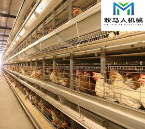 Jaula automática de 4 niveles para 30.000 gallinas ponedoras tipo batería para granja avícola - Product Image 6