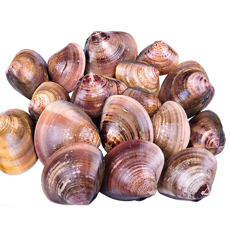 Supply good quality instant seafood buy cooked seafood baby clam online