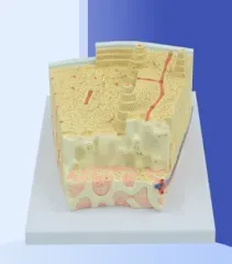 PVC Mô hình bộ xương người giải phẫu mô hình y tế cho trường y tế đào tạo xương microstructure mô hình chất lượng cao chinon - Product Image 2