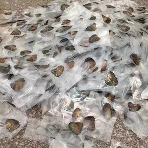 Оптовая продажа натурального пресноводного жемчуга, раковины устриц, свежие устрицы и жемчуг от завода - Product Image 2