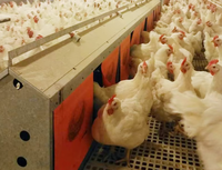 Nichoirs à poules avec système de récupération des œufs, équipement d'élevage avicole, pour ferme avicole, à vendre