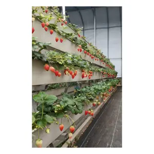 草莓温室农业商业温室种植系统