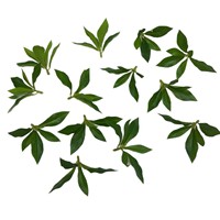 Daun Helleborus Buatan Berkualitas Tinggi dengan Sentuhan Alami untuk Dekorasi Acara