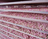 Séchoir à bande en maille Séchoir à feuilles de chanvre Séchoir à fleurs Plc Control Aromatique Camomille Menthe Cedron Rose Séchoir à fleurs
