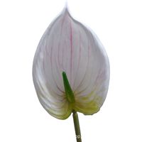 Arrangements floraux blancs et artificiels - bouquets de fleurs en soie en gros pour mariages, décoration intérieure et salles de cérémonie.