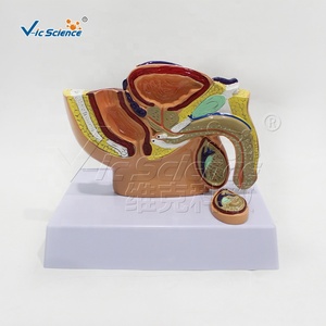 Modelo Anatómico Sagital Mini de Pelvis Masculina y Femenina, Modelo de Anatomía Masculina, Modelo de Enseñanza Médica Humana - Product Image 5