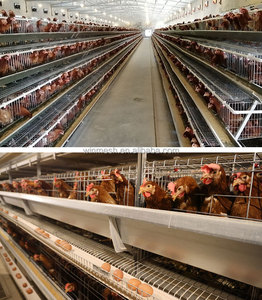 1000 Chim Công Suất Mạ Kẽm Một Loại Lớp Gà Lồng Hệ Thống Của Nhãn Hiệu Phân Loại Bỏ Gia Cầm Trang Trại Cho Gia Cầm Trang Trại - Product Image 4