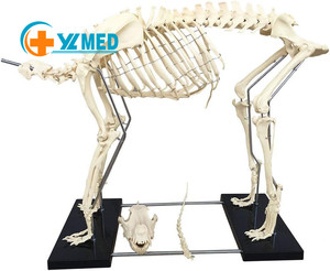 Esqueleto Educativo de Ciencias Médicas, Esqueleto de Oveja de Tamaño Real, Vívido y de Calidad Superior para Estudio de Estudiantes, Esqueleto Educativo Médico - Product Image 1